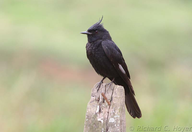 Crested Black-Tyrant is a scarce near-endemic we might see from a roadside….